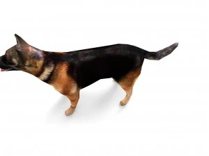 dog 3D Model