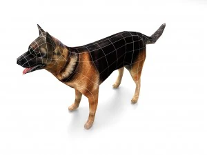 dog 3D Model