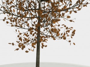 tree 01 3D-Modell