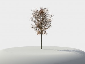 tree 01 3D Model