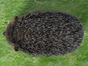 hedgehog 3Dモデル