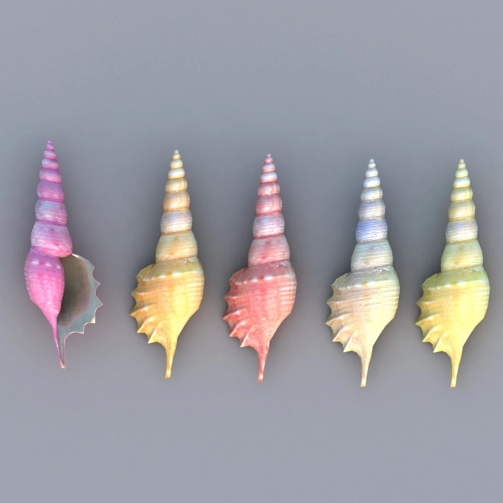 shell 3D Model .c4d .max .obj .3ds .fbx .stl .blend 