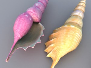 shell 3D Модель