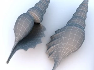 shell 3D Model