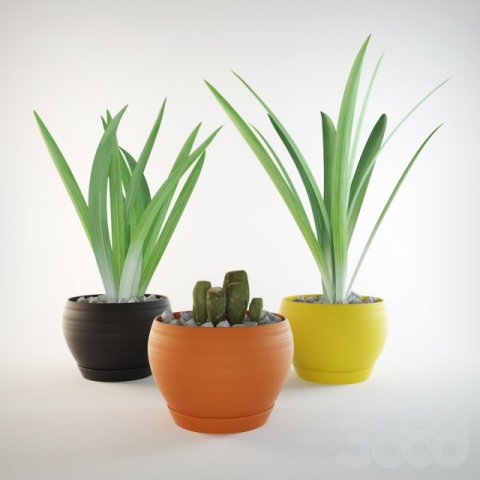 grass in pots 3D Модель .c4d .max .obj .3ds .fbx .stl .blend 