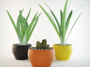 grass in pots 3D Model