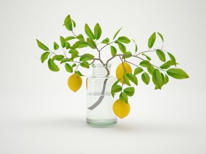 lemons on branch 3D Model