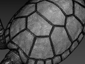 Turtle Model 3D