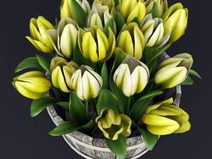yellow tulips 3D Model