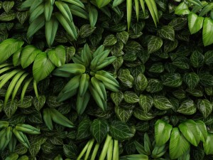 green wall module Modèle 3D