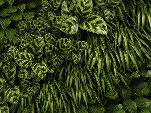 green wall 3D Модель
