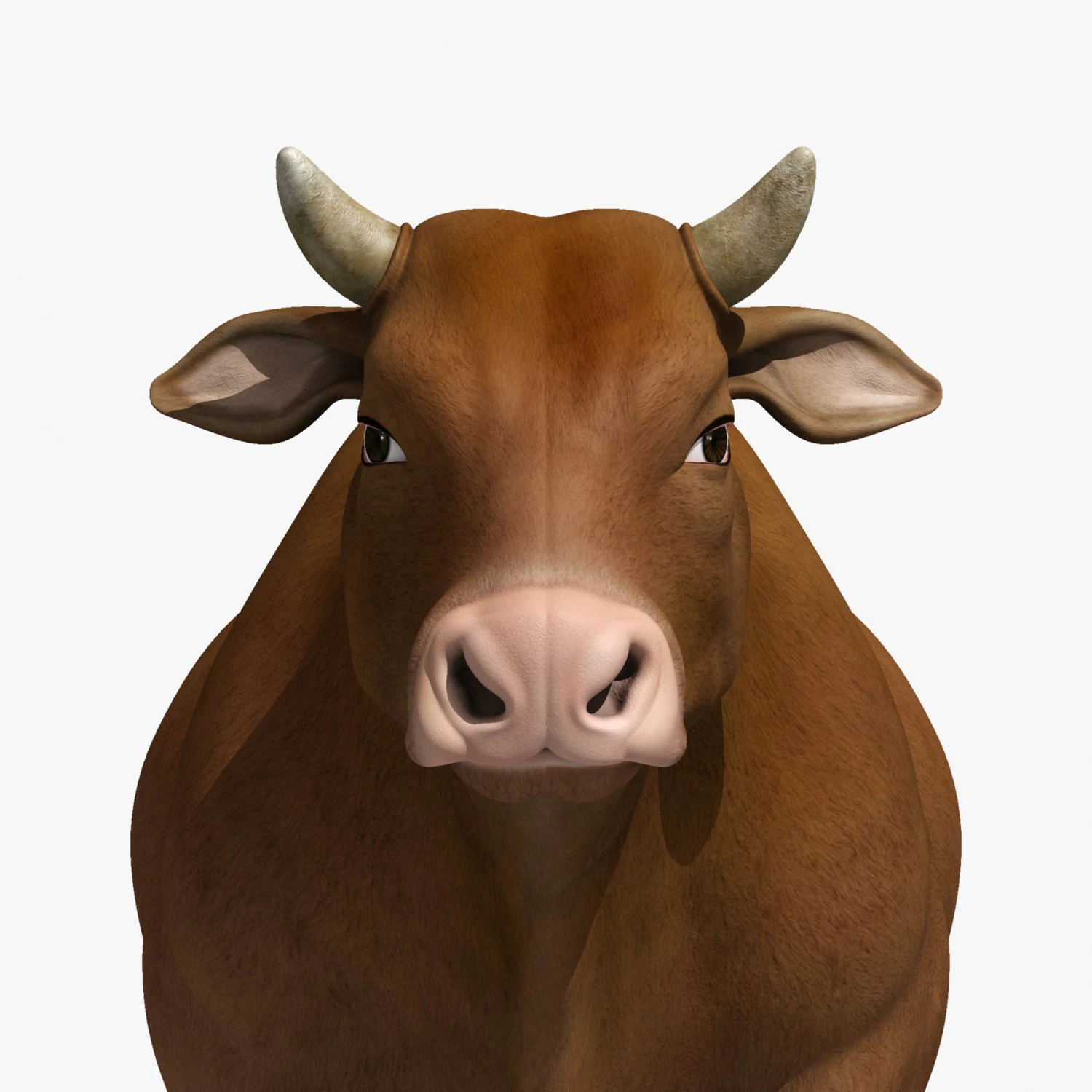 Cattle bull cow buffalo 3D Model .c4d .max .obj .3ds .fbx .stl .blend 