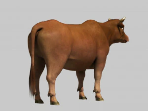Cattle bull cow buffalo 3D Model