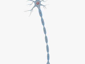 neuron Modelo 3D