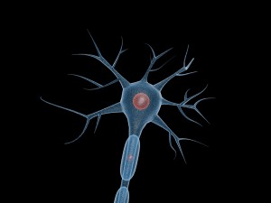 neuron Modelo 3D