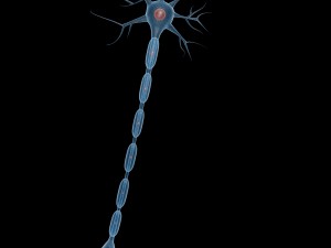 neuron Modelo 3D