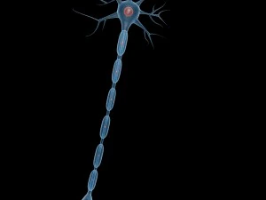 neuron 3D Model