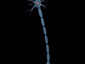 neuron Modelo 3D