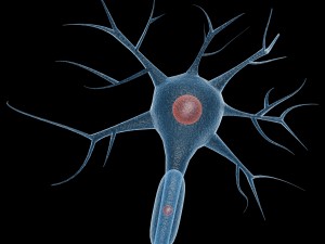 neuron Modelo 3D