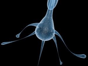 neuron Modelo 3D