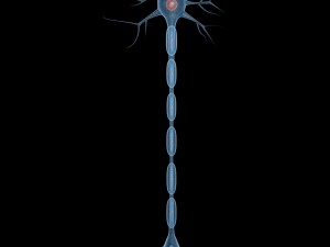 neuron Modelo 3D