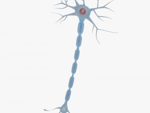 neuron Modelo 3D