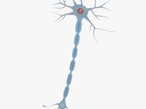 neuron 3D Model