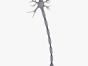 neuron 3D Model