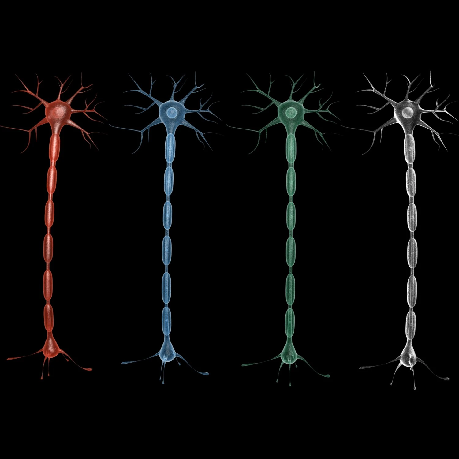 neuron 4 clolor 3D Model .c4d .max .obj .3ds .fbx .stl .blend