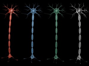 neuron 4 clolor 3D Модель