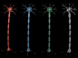 нейрон 4 цвет 3D Модель
