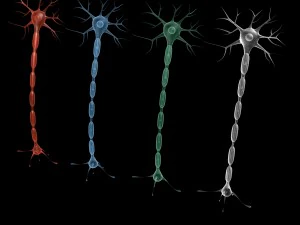 neuron 4 clolor 3D Model