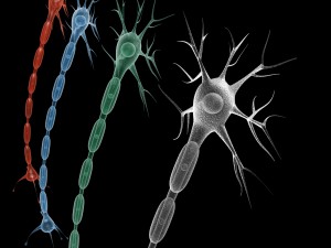 neuron 4 clolor 3D Model