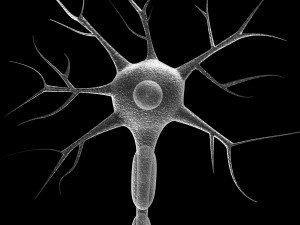 neuron 4 clolor 3D Model