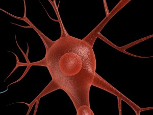 neuron 4 clolor 3D Model