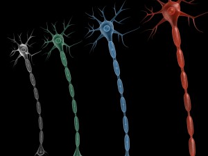 neuron 4 clolor 3D Model