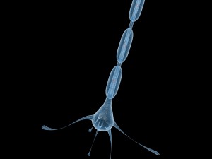 neuron 4 clolor 3D Model