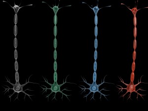neuron 4 clolor 3D Model