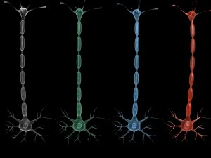 neuron 4 clolor 3D Model