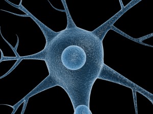 neuron 4 clolor 3D Model