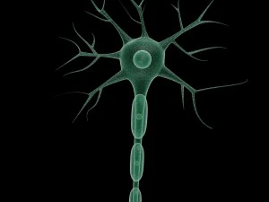 neuron 4 clolor 3D Model