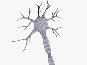 neuron 4 clolor 3D Model