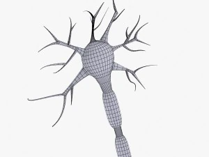 neuron 4 clolor 3D Model