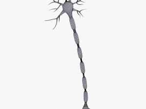 neuron 4 clolor 3D Model