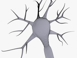 neuron 4 clolor 3D Model