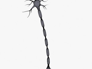 neuron 4 clolor 3D Model