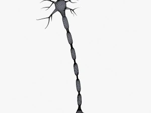 neuron 4 clolor 3D Model