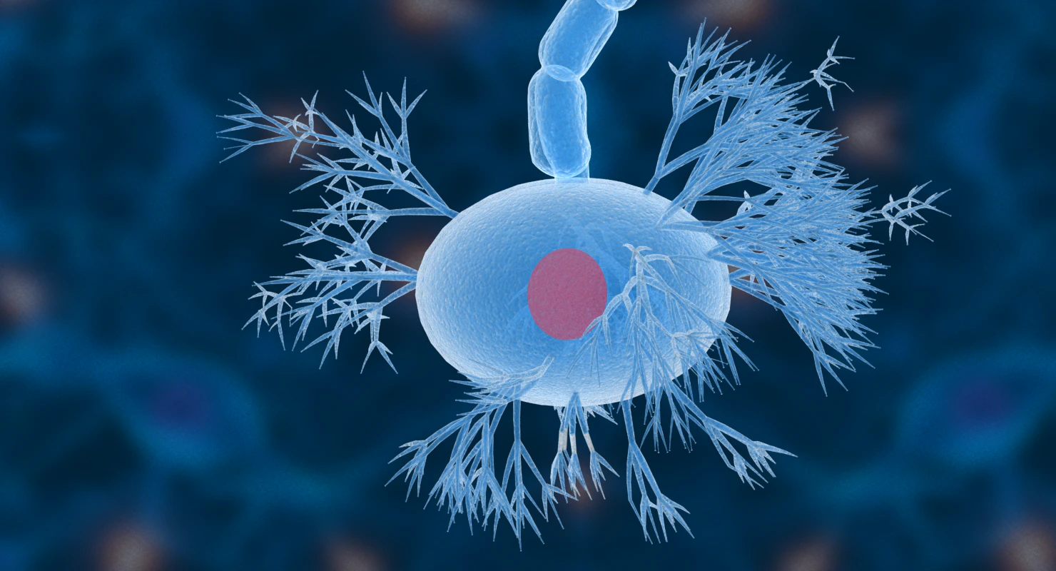 nerve cells neuron 3D Model .c4d .max .obj .3ds .fbx .stl .blend 