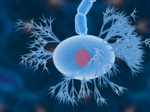nerve cells neuron 3D Model
