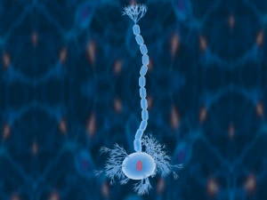 nerve cells neuron 3D Model